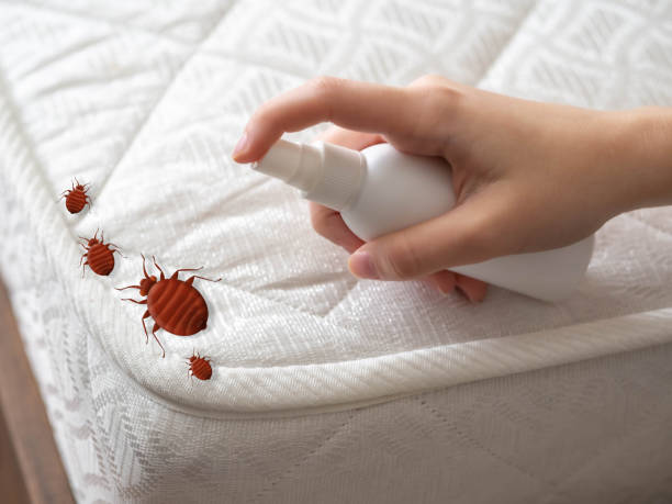 Trusted Brookmont, MD Pest Control Experts