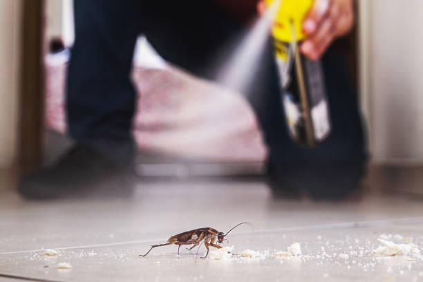 Best Termite Control Services  in Brookmont, MD
