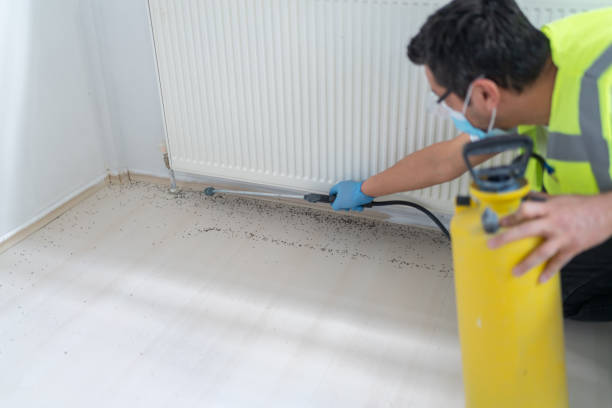 Best Local Pest Control Services  in Brookmont, MD